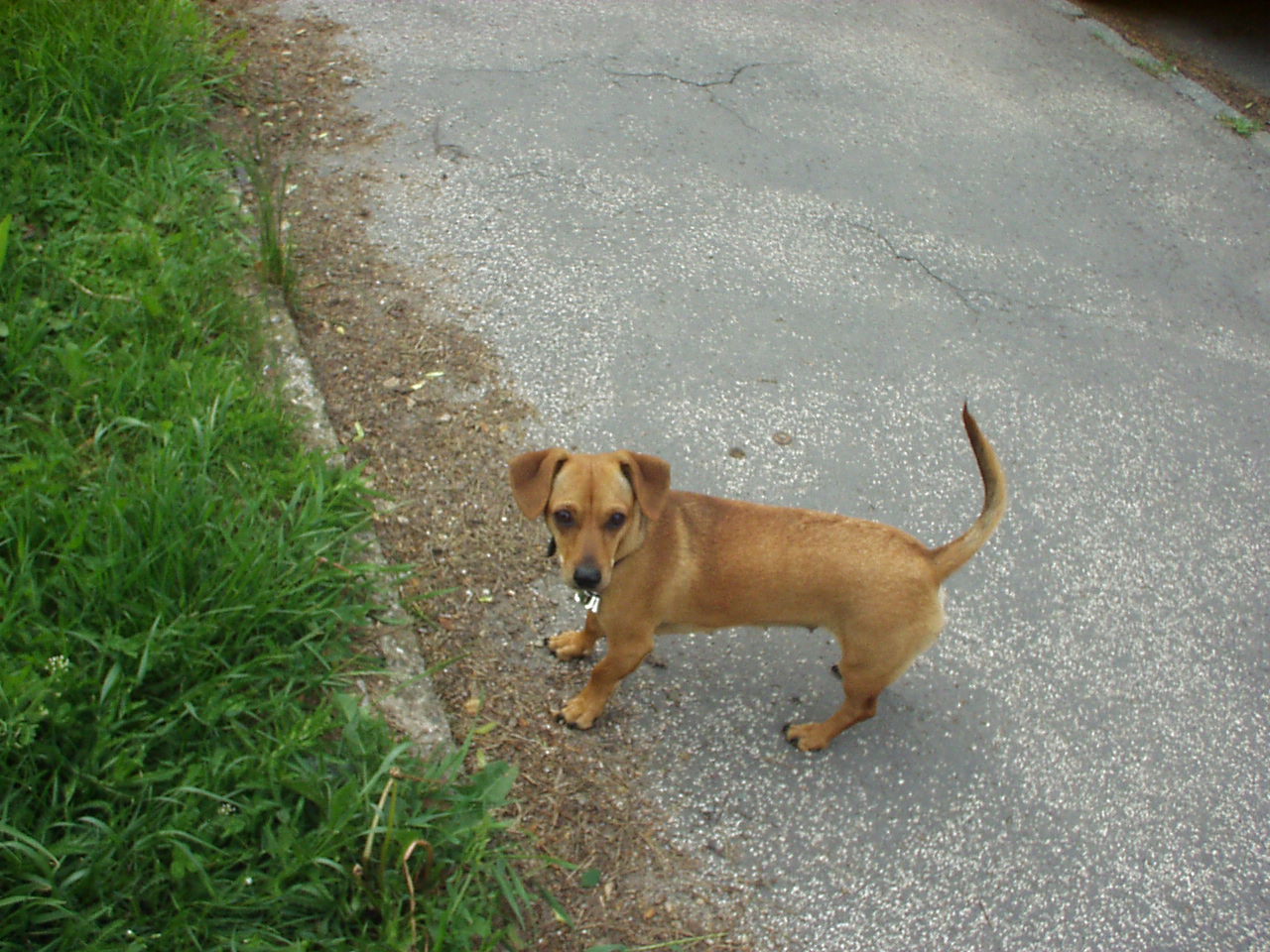 Zase přerostlá krysa